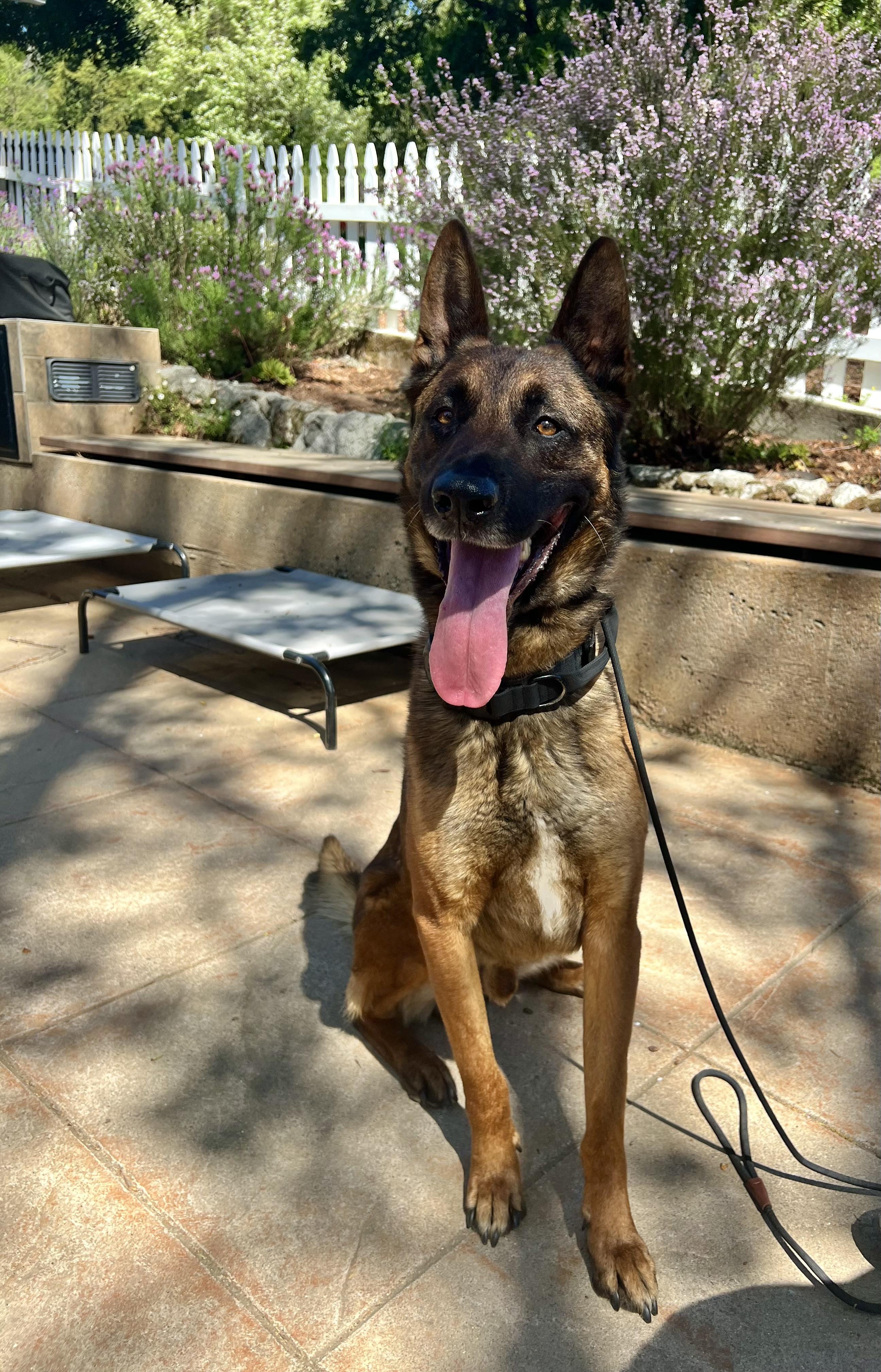 Enlarge Ender, a ADOPTABLE Belgian Shepherd / Malinois in Milford, NY image 4/6