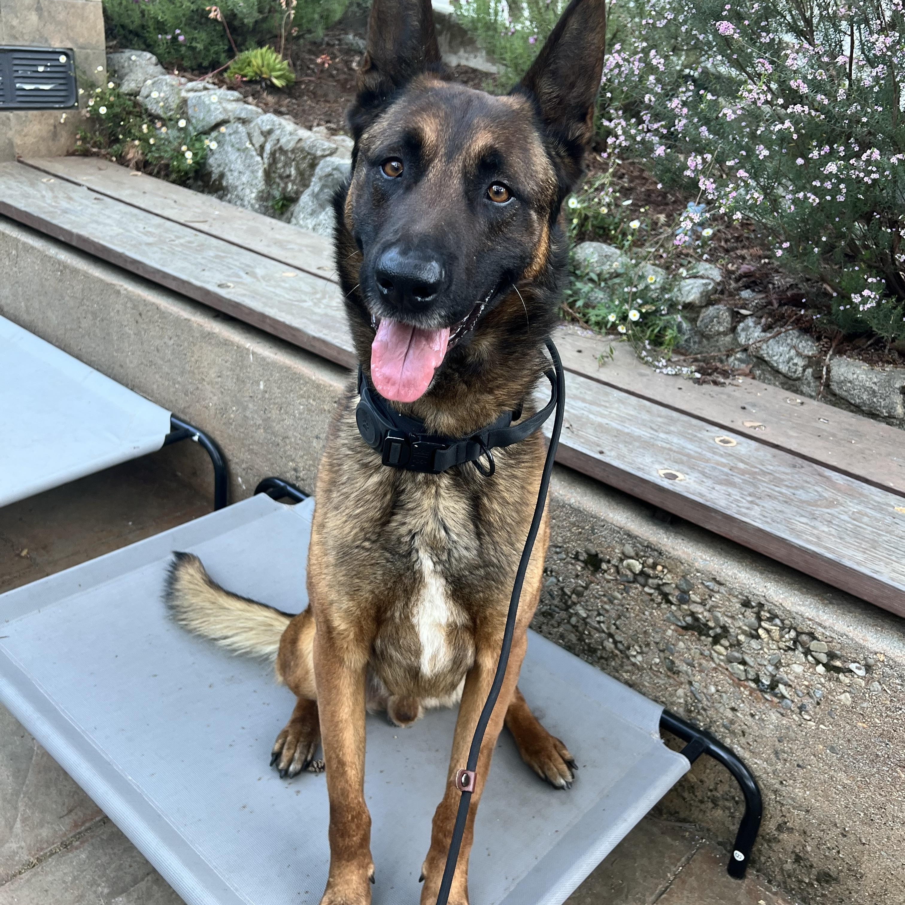 Enlarge Ender, a ADOPTABLE Belgian Shepherd / Malinois in Milford, NY image 2/6