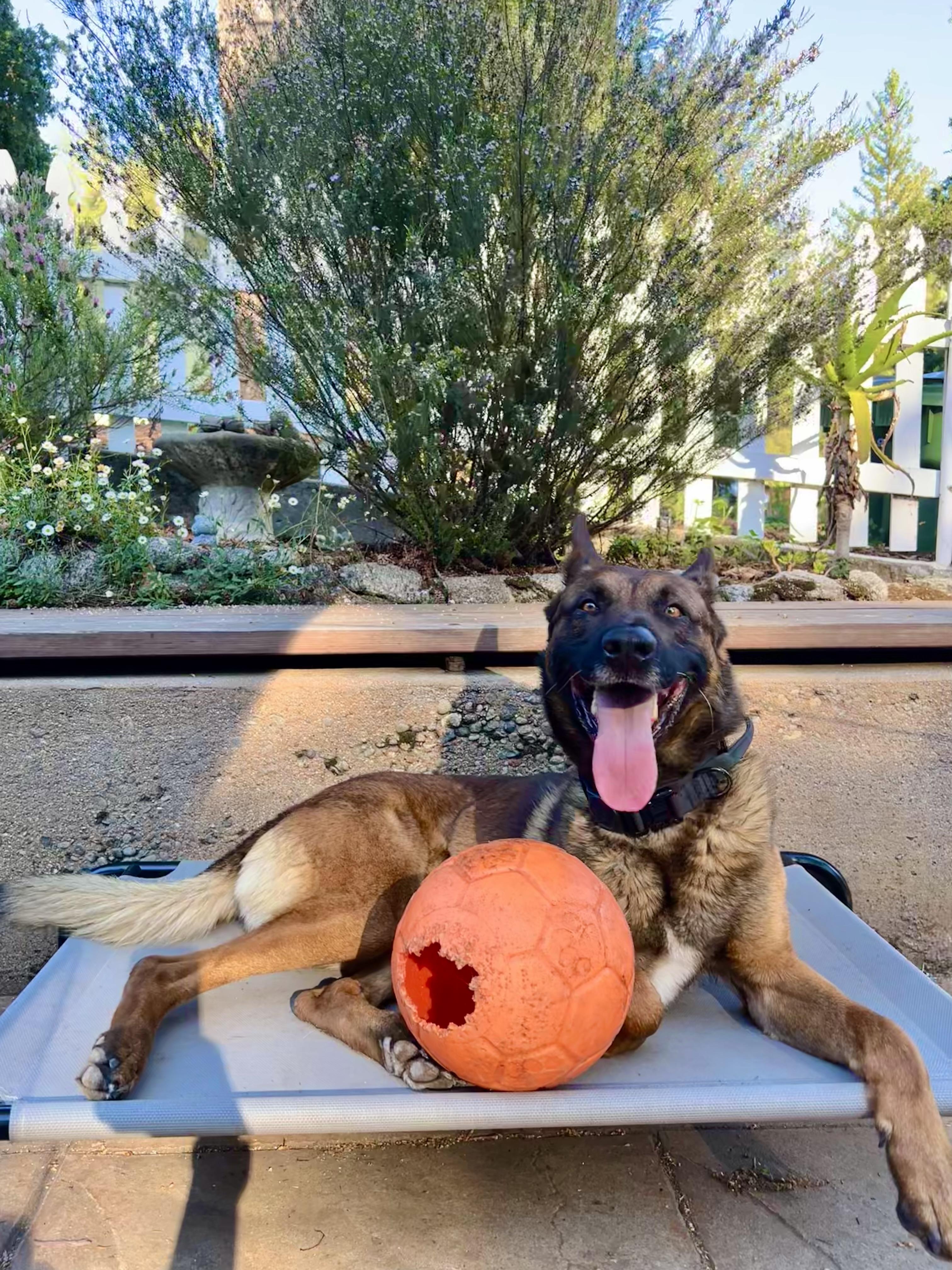 Enlarge Ender, a ADOPTABLE Belgian Shepherd / Malinois in Milford, NY image 6/6