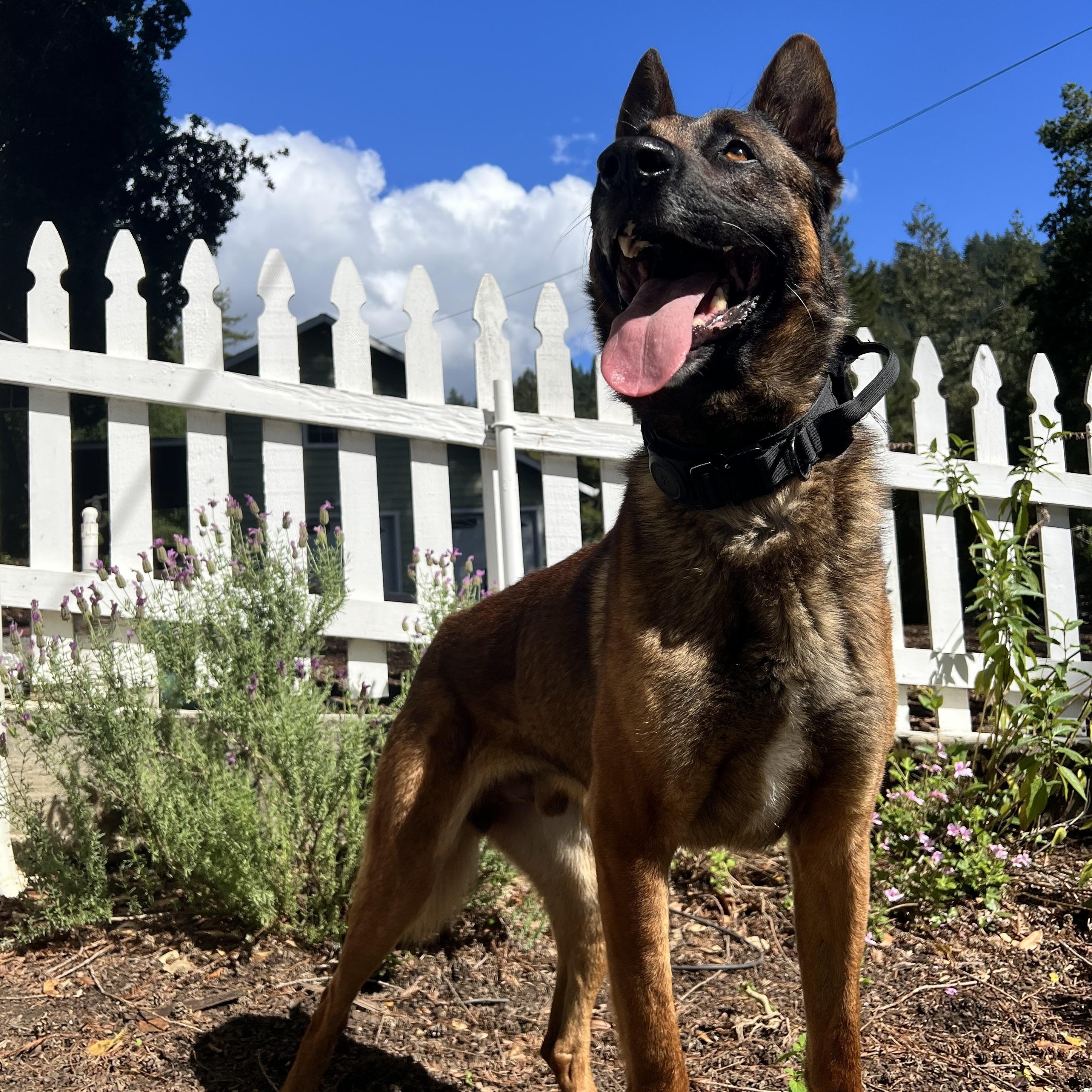 Enlarge Ender, a ADOPTABLE Belgian Shepherd / Malinois in Milford, NY image 3/6