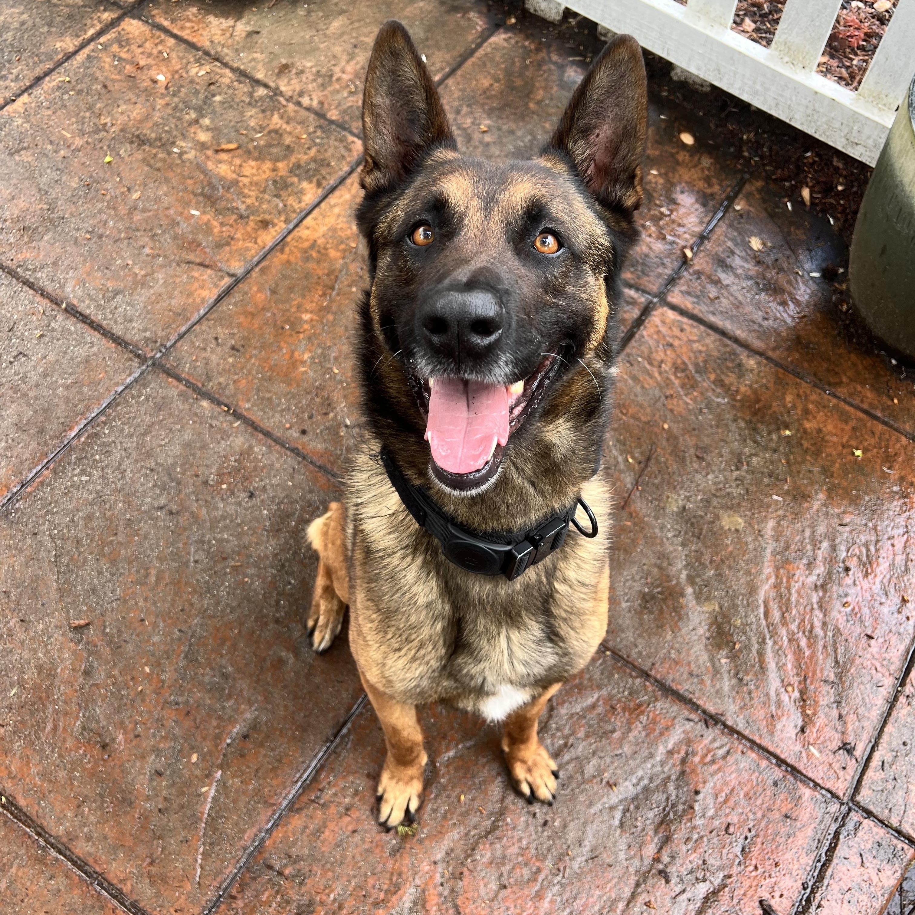 Ender, ADOPTABLE, Adult Male Belgian Shepherd / Malinois.