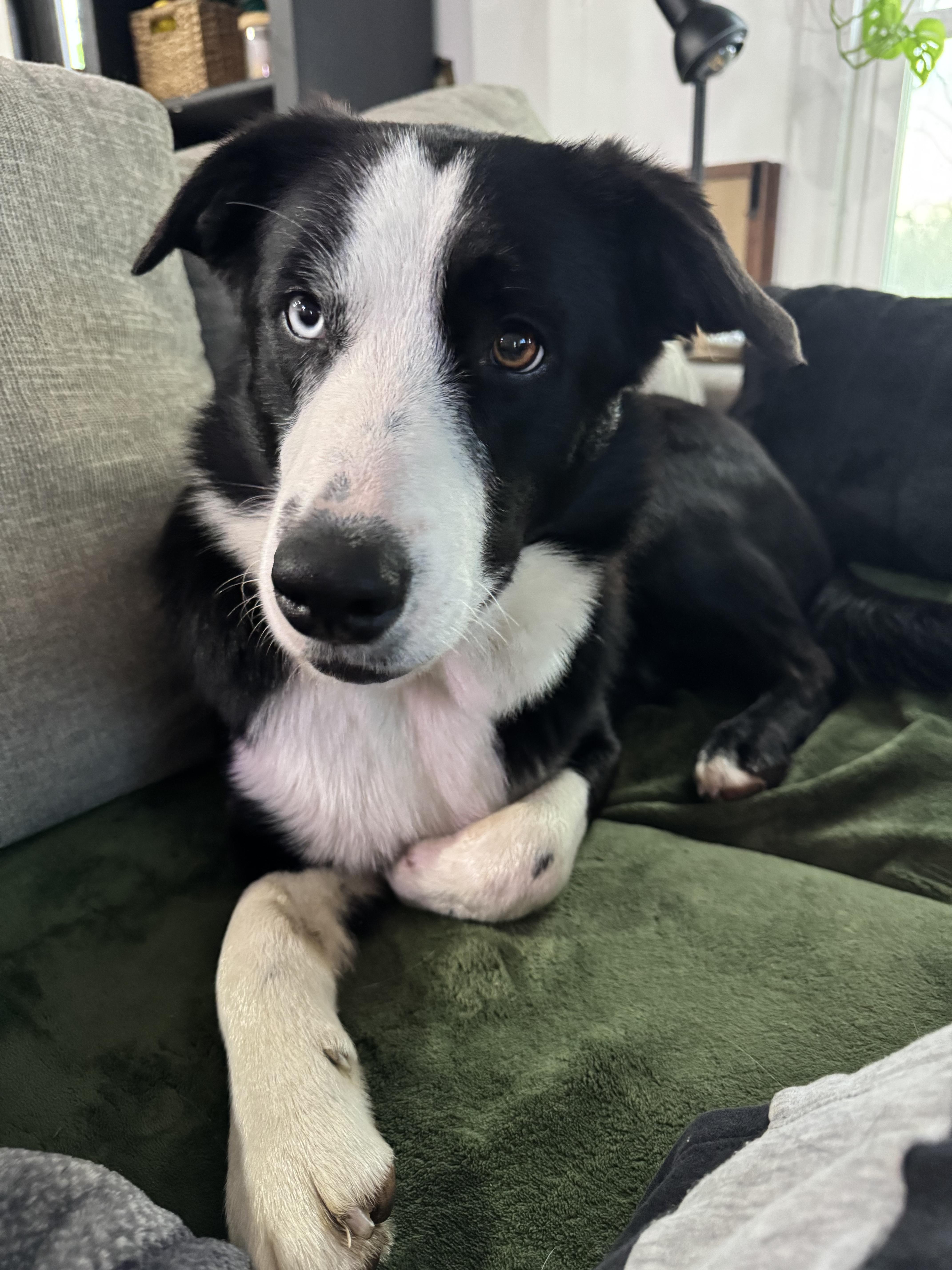 Enlarge Rook, an adopted mixed breed in Stewartsville, MO image 5/5