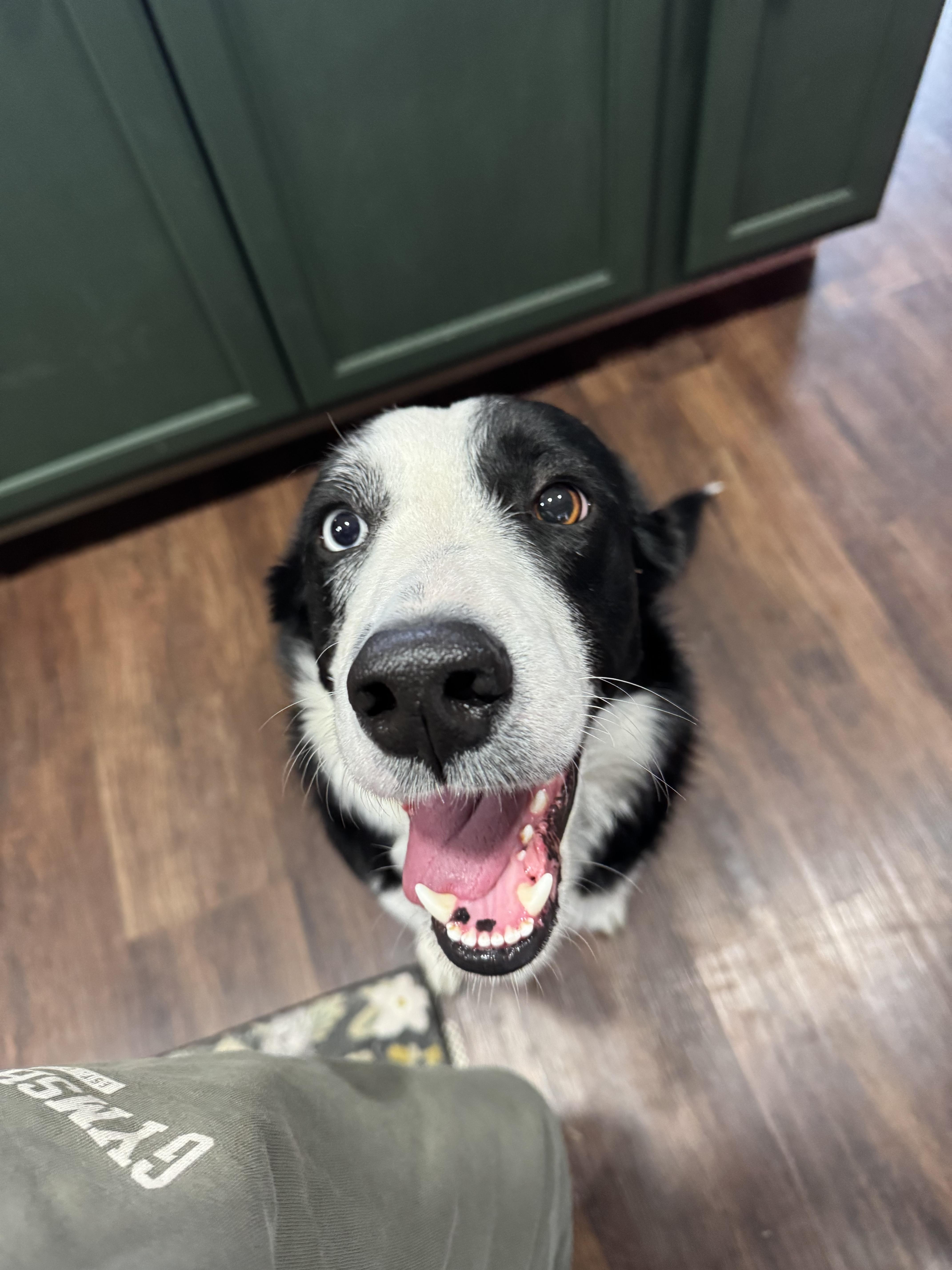 Enlarge Rook, an adopted mixed breed in Stewartsville, MO image 2/5