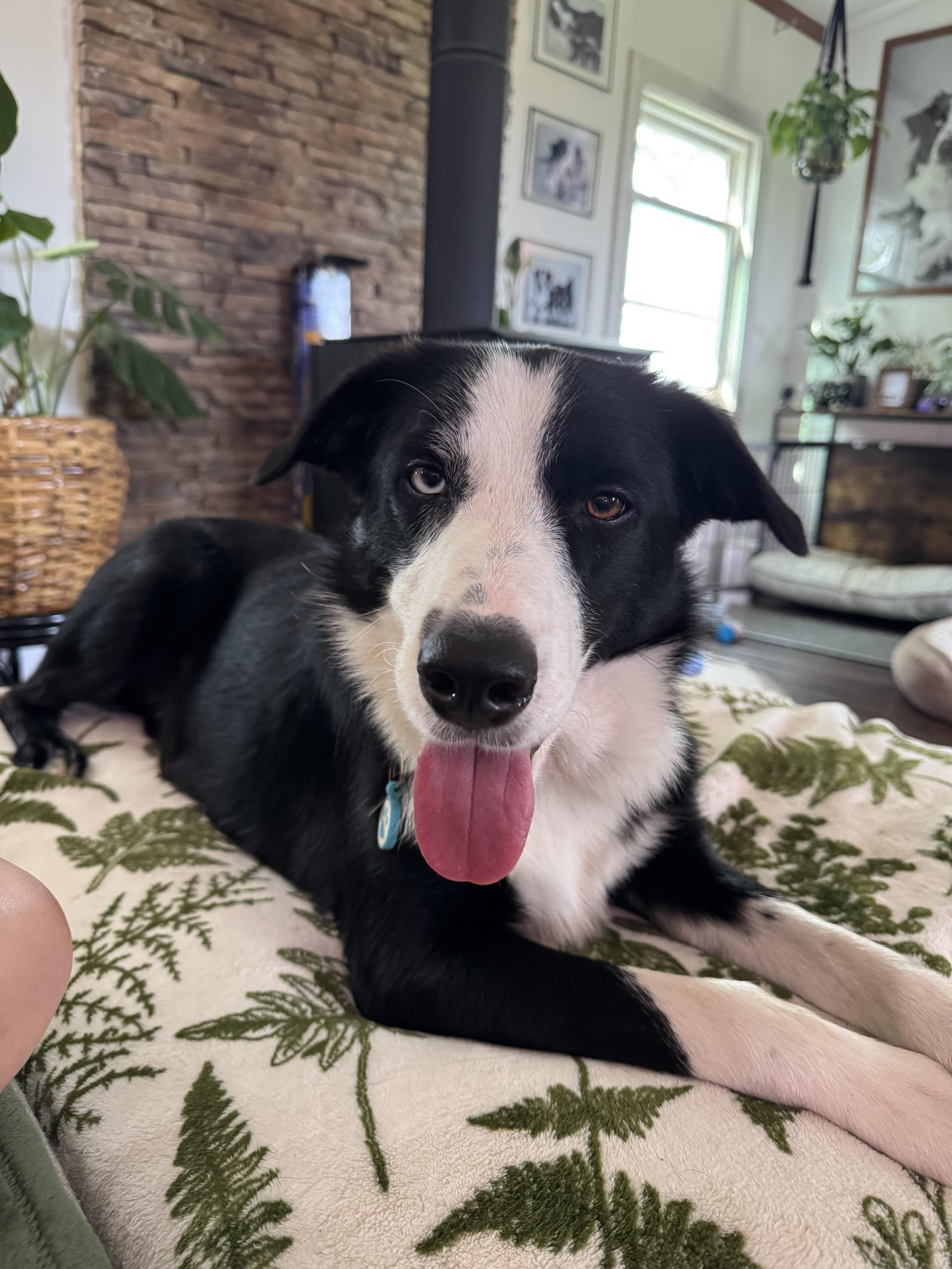 Rook, adopted, Young Male Border Collie & Australian Cattle Dog / Blue Heeler.