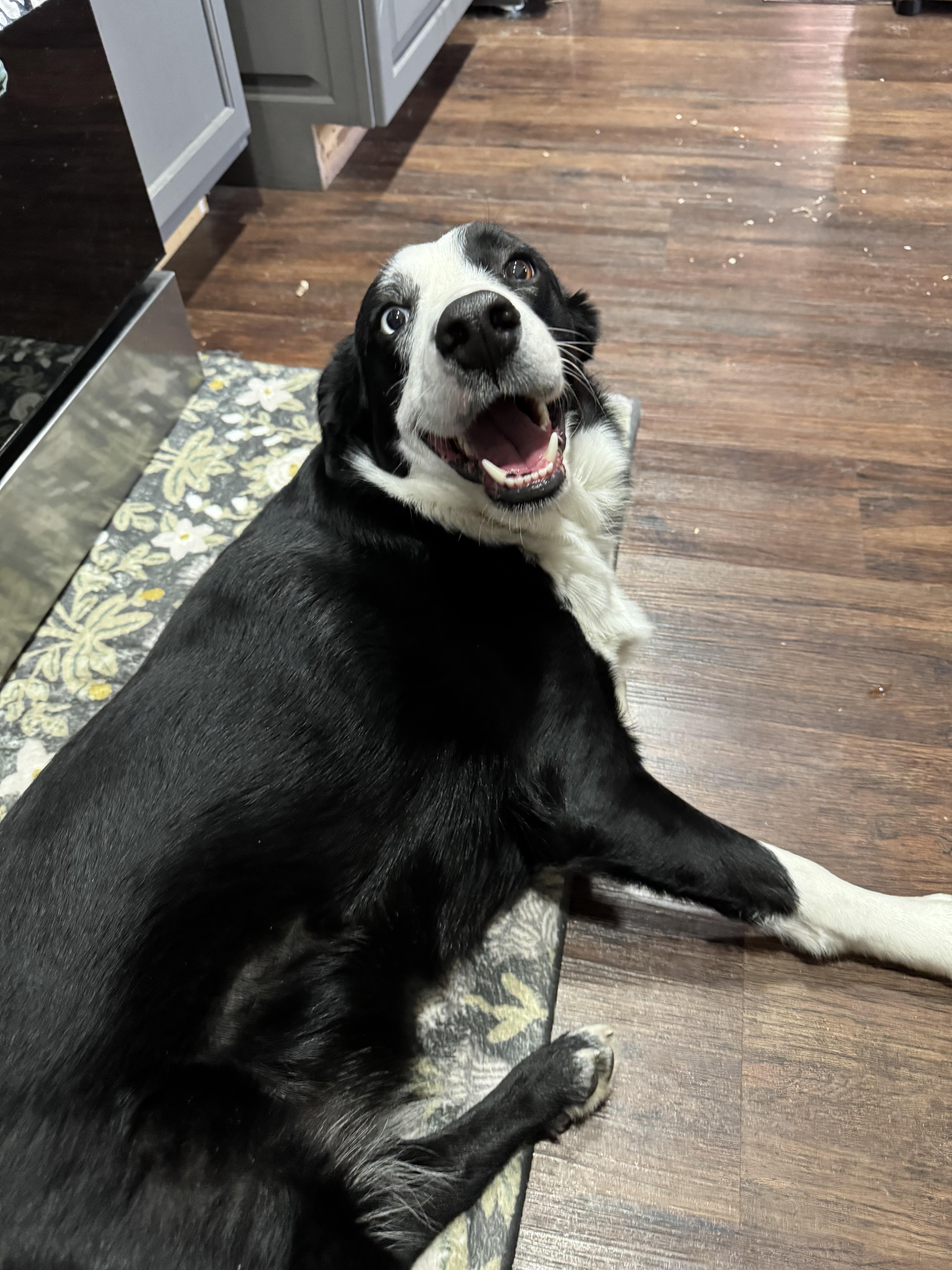 Enlarge Rook, an adopted mixed breed in Stewartsville, MO image 3/5