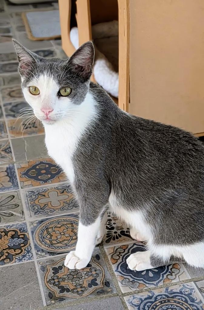 Enlarge Archie, a Adoptable mixed breed in Corral del Risco, NAY image 2/3
