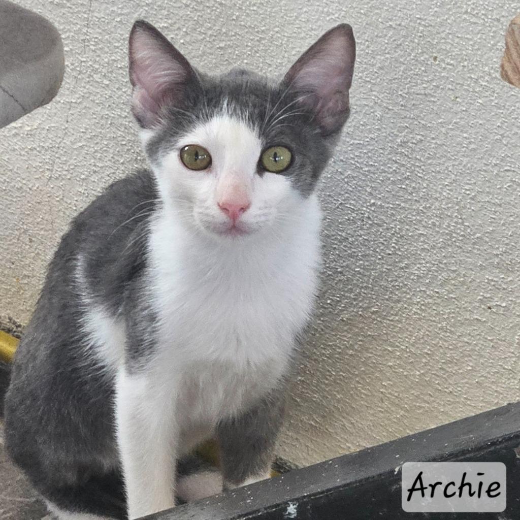 Enlarge Archie, a Adoptable mixed breed in Corral del Risco, NAY image 1/3