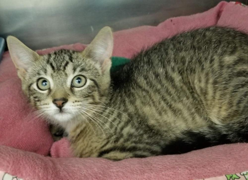 Enlarge Tabby Kitten (cc7213), a ADOPTABLE Domestic Short Hair in West Orange, NJ image 3/5