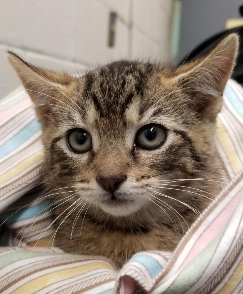 Tabby Kitten (cc7213), a ADOPTABLE Domestic Short Hair in West Orange, NJ image 1/2