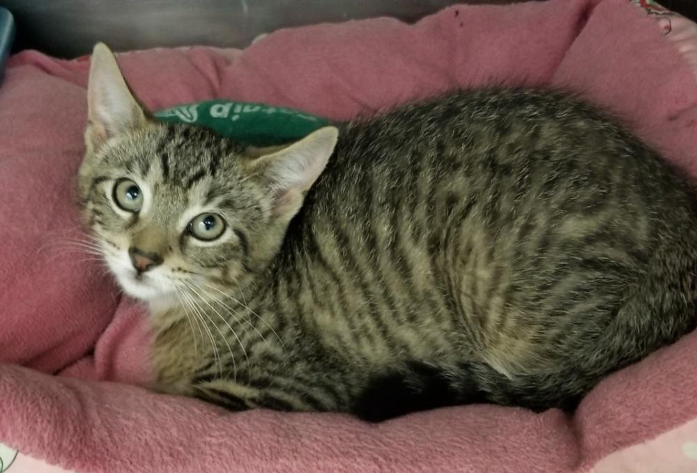 Enlarge Tabby Kitten (cc7213), a ADOPTABLE Domestic Short Hair in West Orange, NJ image 4/5