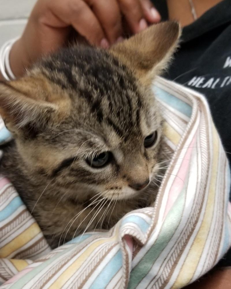 Tabby Kitten (cc7213), a ADOPTABLE Domestic Short Hair in West Orange, NJ image 2/2
