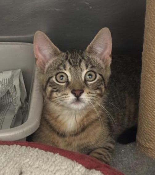 Tabby Kitten (cc7213), ADOPTABLE, Kitten Male Domestic Short Hair.