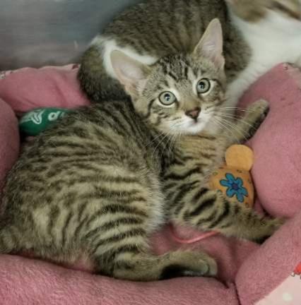 Tabby Kitten (cc7213), ADOPTABLE, Kitten Male Domestic Short Hair.