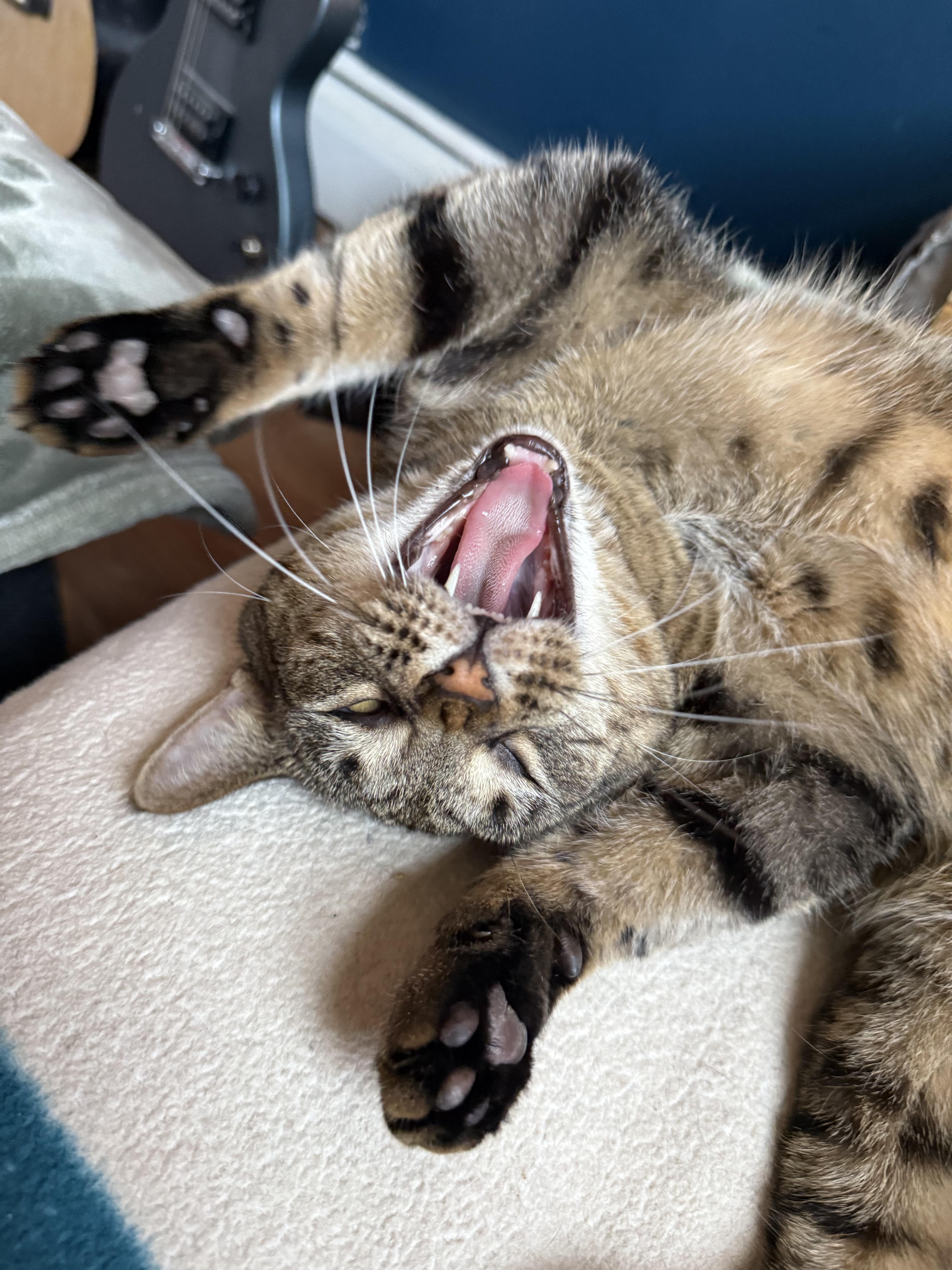 Suki, a Adoptable Domestic Short Hair in Brooklyn, NY image 1/4