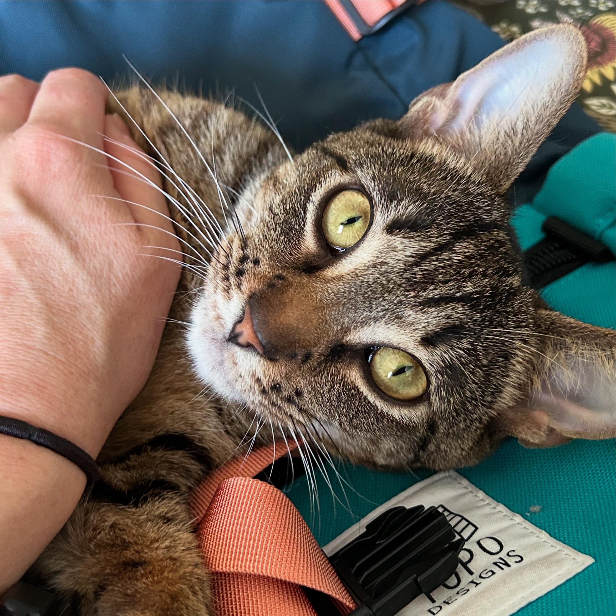 Suki, Young Female Domestic Short Hair