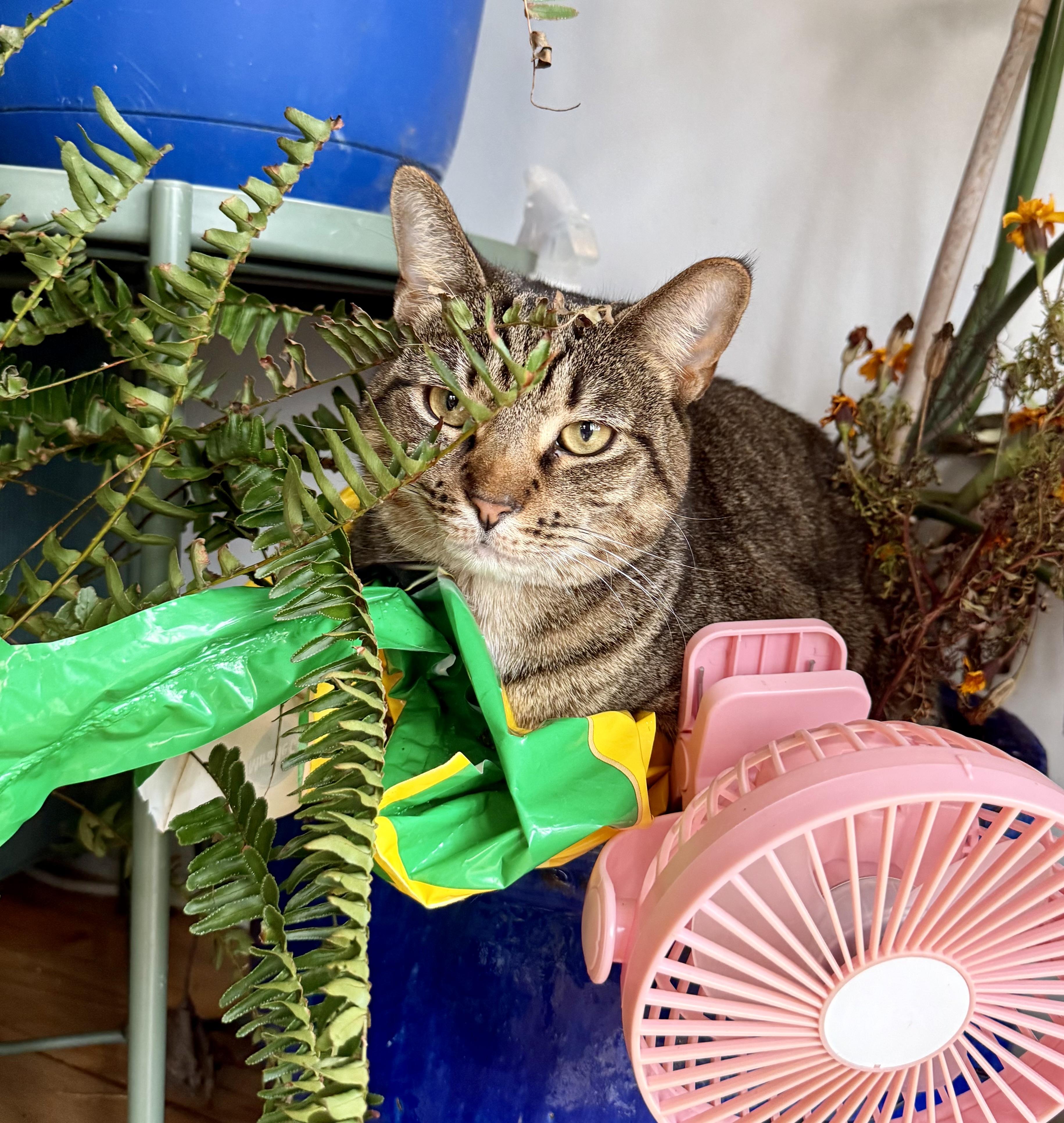 Suki, a Adoptable Domestic Short Hair in Brooklyn, NY image 3/4