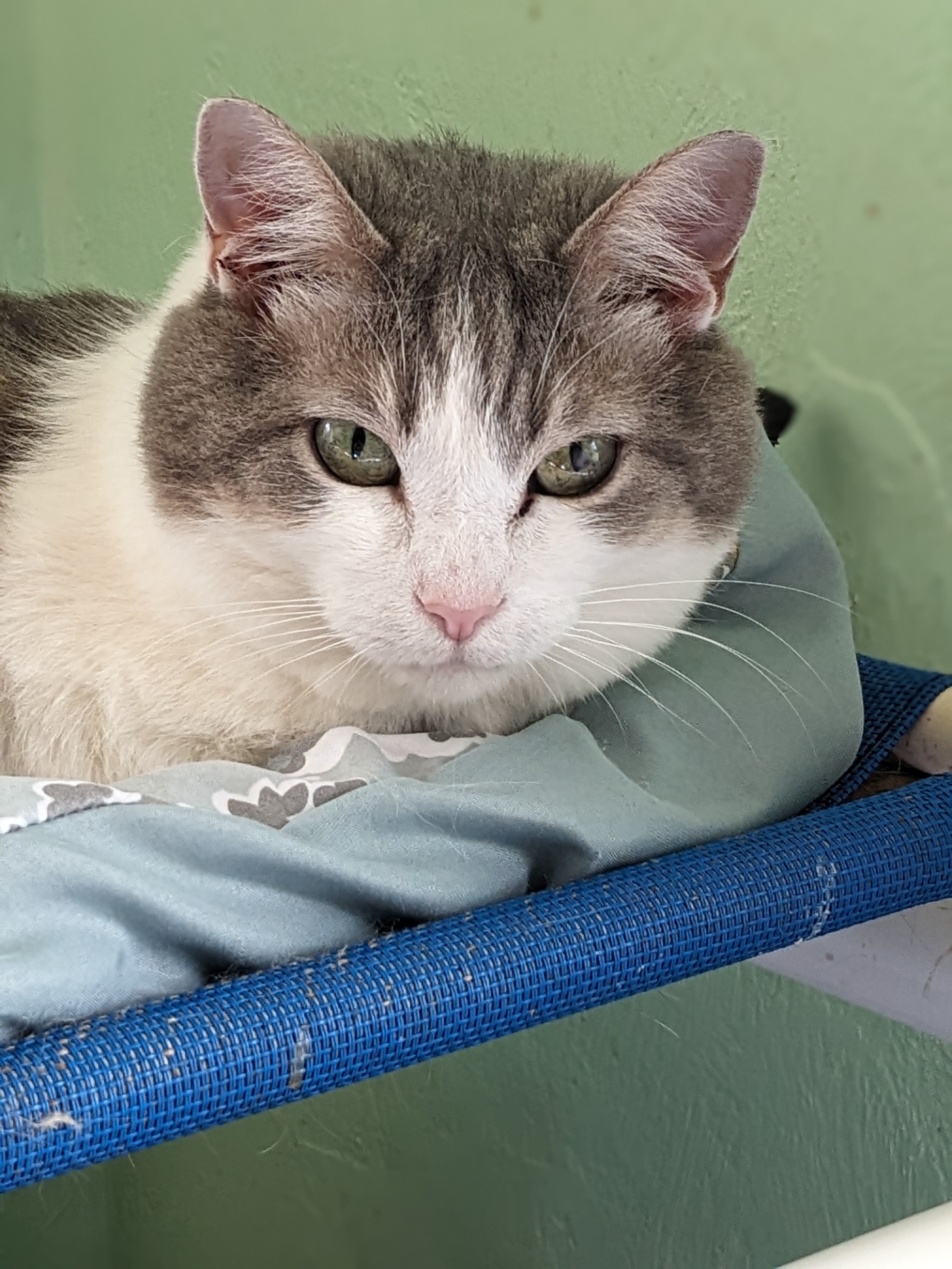 Ruma, Adoptable, Senior Female Domestic Short Hair & Tabby.