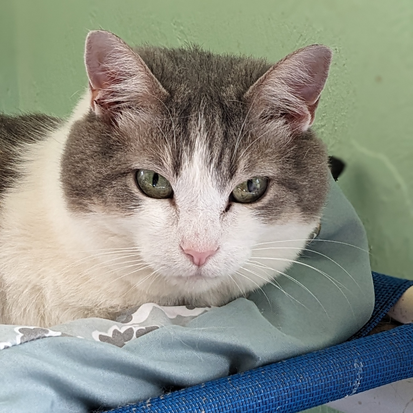 Enlarge Ruma, a Adoptable mixed breed in Shippenville, PA image 3/6