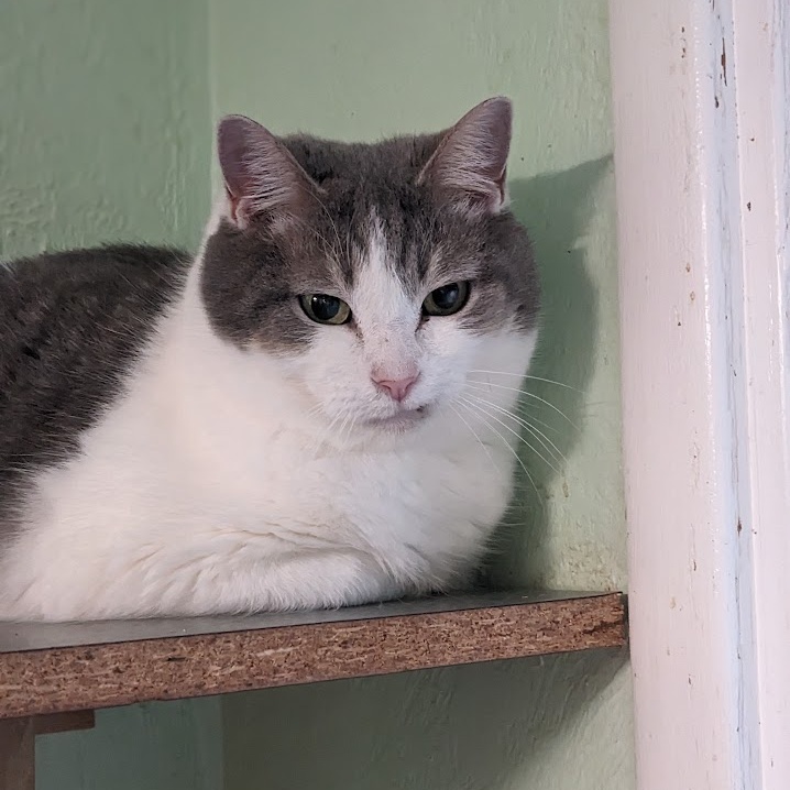 Enlarge Ruma, a Adoptable mixed breed in Shippenville, PA image 4/6