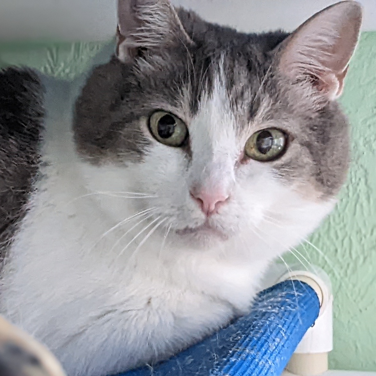 Enlarge Ruma, a Adoptable mixed breed in Shippenville, PA image 5/6