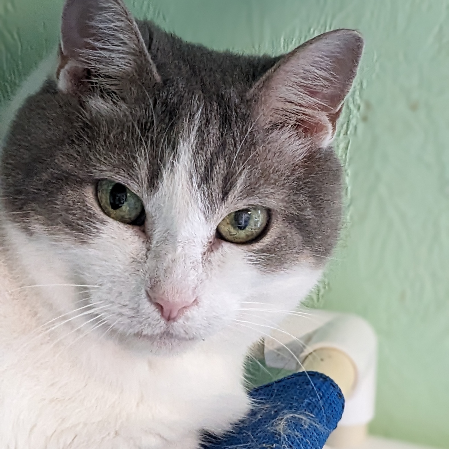 Enlarge Ruma, a Adoptable mixed breed in Shippenville, PA image 6/6