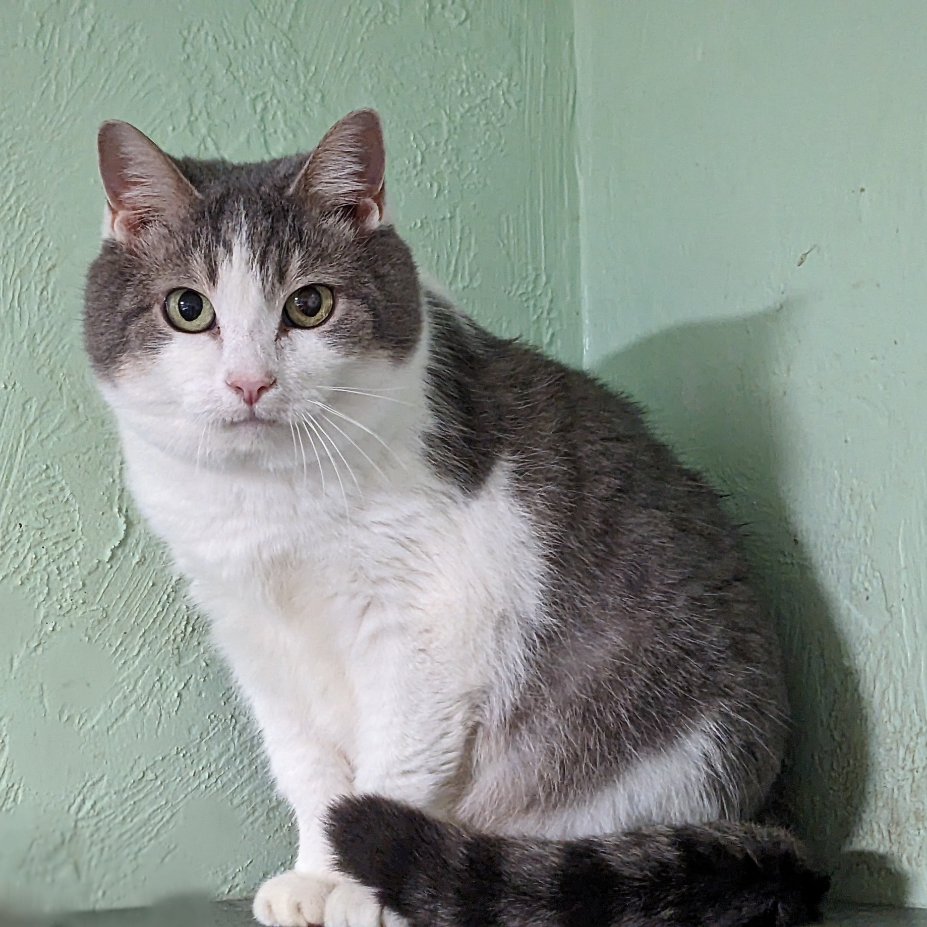 Enlarge Ruma, a Adoptable mixed breed in Shippenville, PA image 2/6