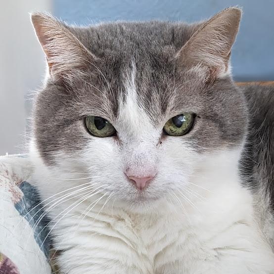 Ruma, Adoptable, Senior Female Domestic Short Hair & Tabby.