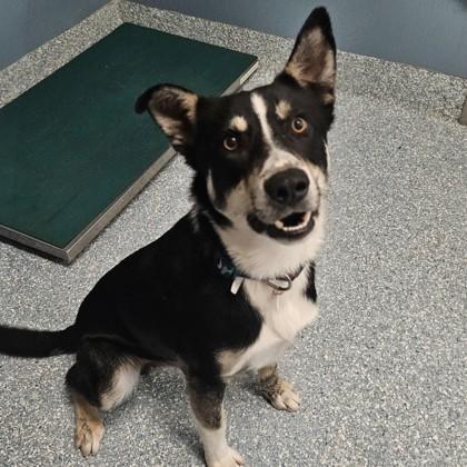 Enlarge Mac, a ADOPTABLE McNab in Santa Cruz, CA image 1/1