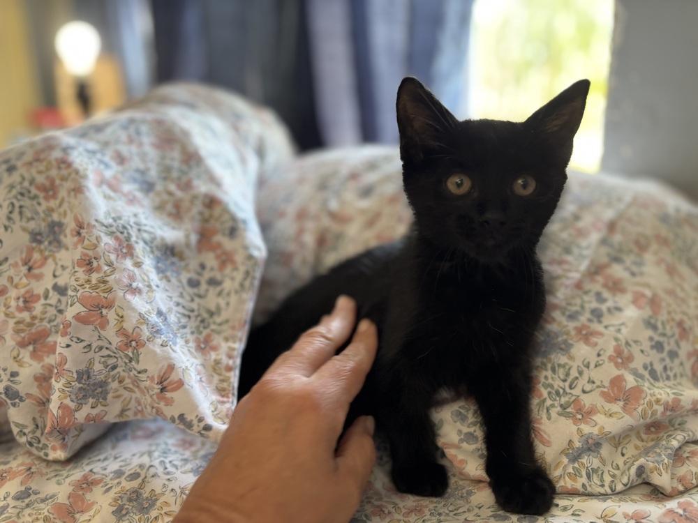Nemo, Adoptable, Kitten Male Domestic Short Hair.