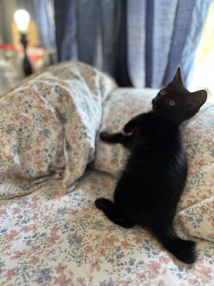 Nemo, a Adoptable Domestic Short Hair in Hudson, NH image 2/2