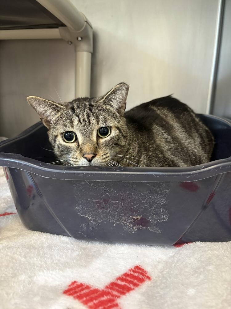 Itto, Adoptable, Adult Male Domestic Short Hair.