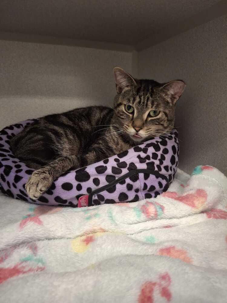 Enlarge Itto, a Adoptable mixed breed in Bowling Green, OH image 2/3