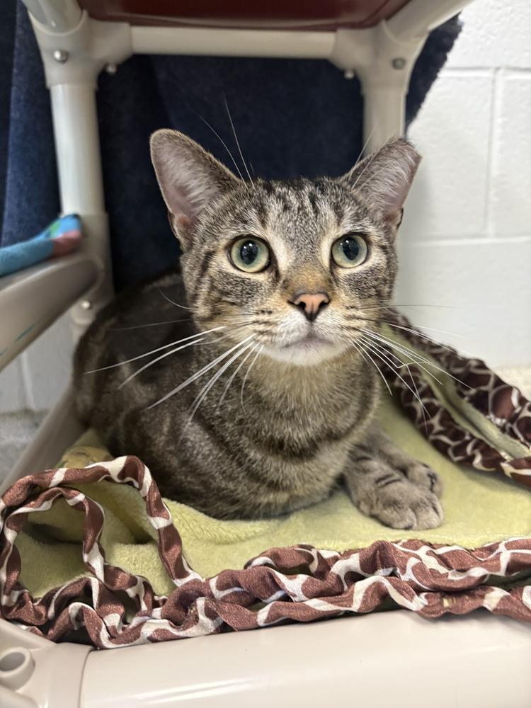 Enlarge Itto, a Adoptable mixed breed in Bowling Green, OH image 3/3