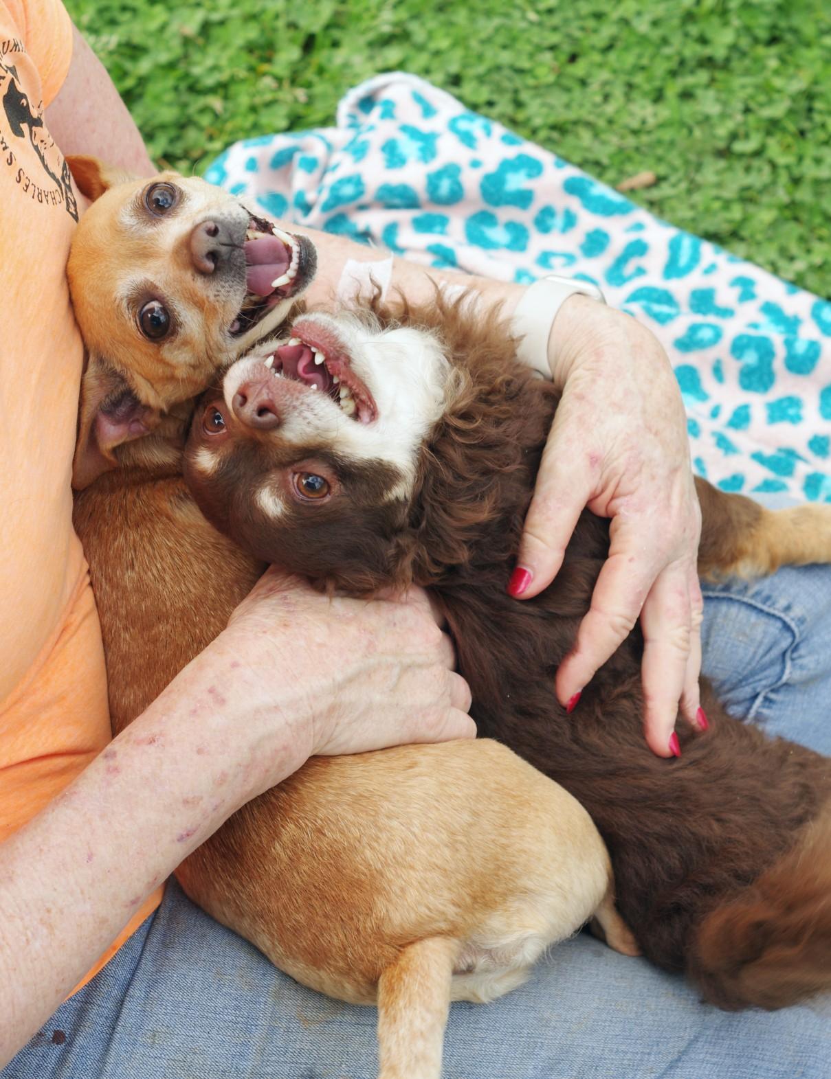 Brownie, an adopted Chihuahua in Sautee Nacoochee, GA image 3/3