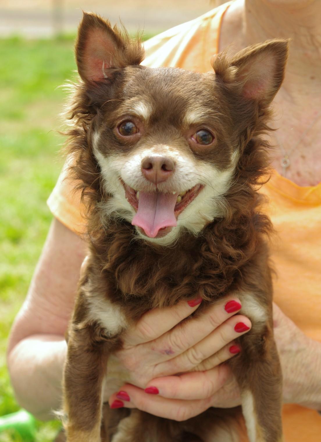 Brownie, an adopted Chihuahua in Sautee Nacoochee, GA image 1/3