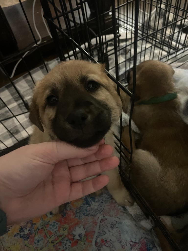 Enlarge Philip, a Adopted Mixed Breed in Little Rock, AR image 1/1