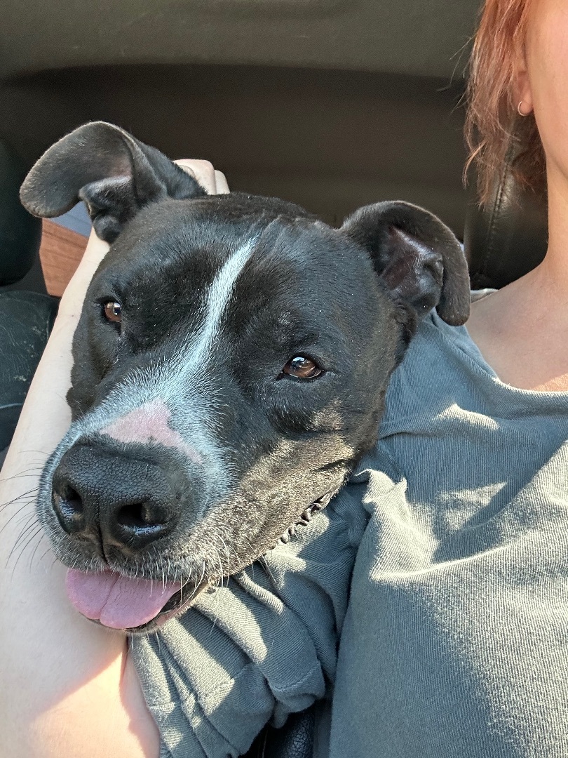 Alonzo, a Adoptable Pit Bull Terrier image 1/6