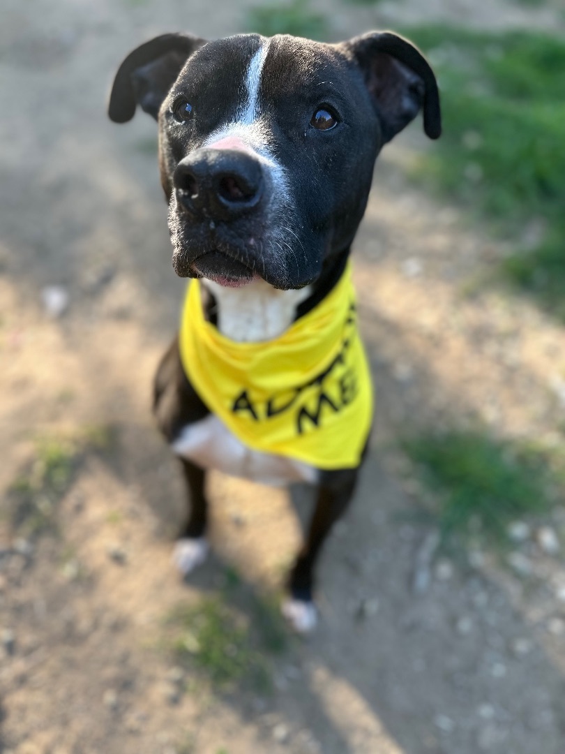 Alonzo, a Adoptable Pit Bull Terrier image 2/6