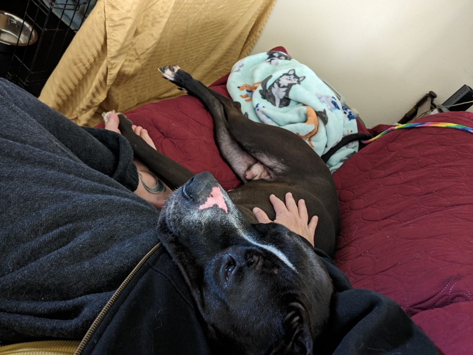 Alonzo, a Adoptable Pit Bull Terrier image 3/6