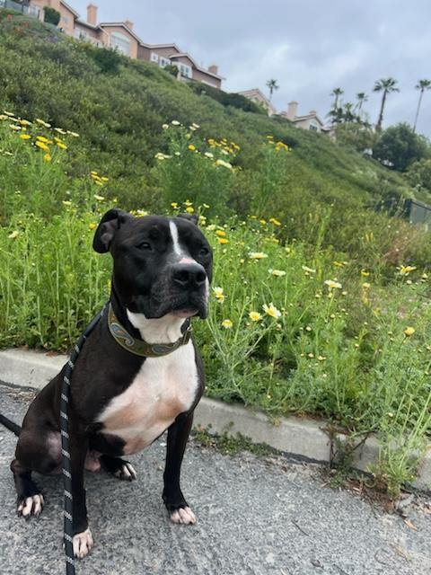 Alonzo, a Adoptable Pit Bull Terrier image 4/6