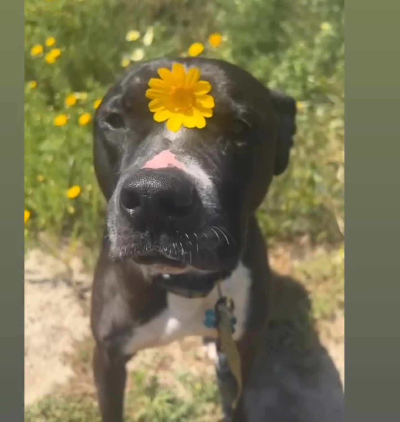 Alonzo, a Adoptable Pit Bull Terrier image 5/6