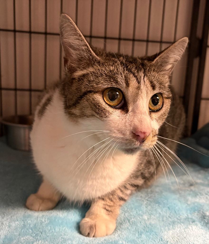 Ruddy, Adoptable, Young Female Domestic Short Hair.