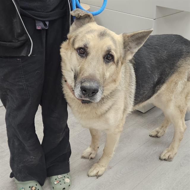 CASH, Adoptable, Adult Male German Shepherd Dog.