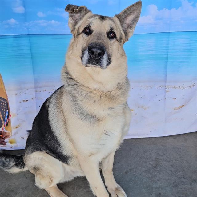 CASH, Adoptable, Adult Male German Shepherd Dog.