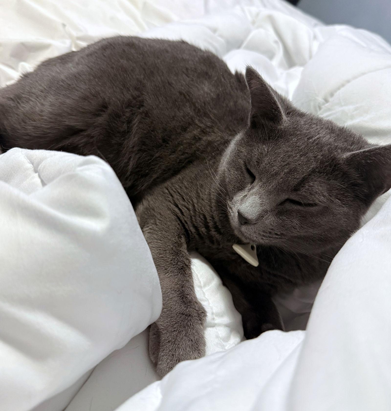 INDIGO #1772 - Offered by Owner - Russian Blue, Adopted, Adult Female Russian Blue & Domestic Short Hair.