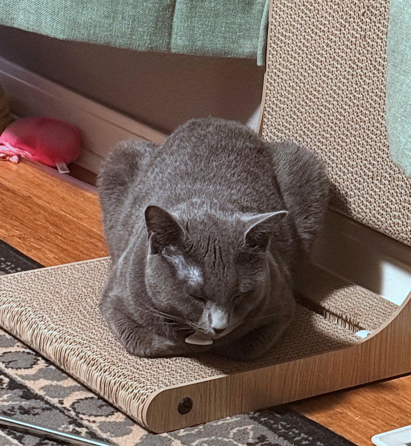 Enlarge INDIGO #1772 - Offered by Owner - Russian Blue, a Adopted mixed breed in Hillsboro, OR image 2/3