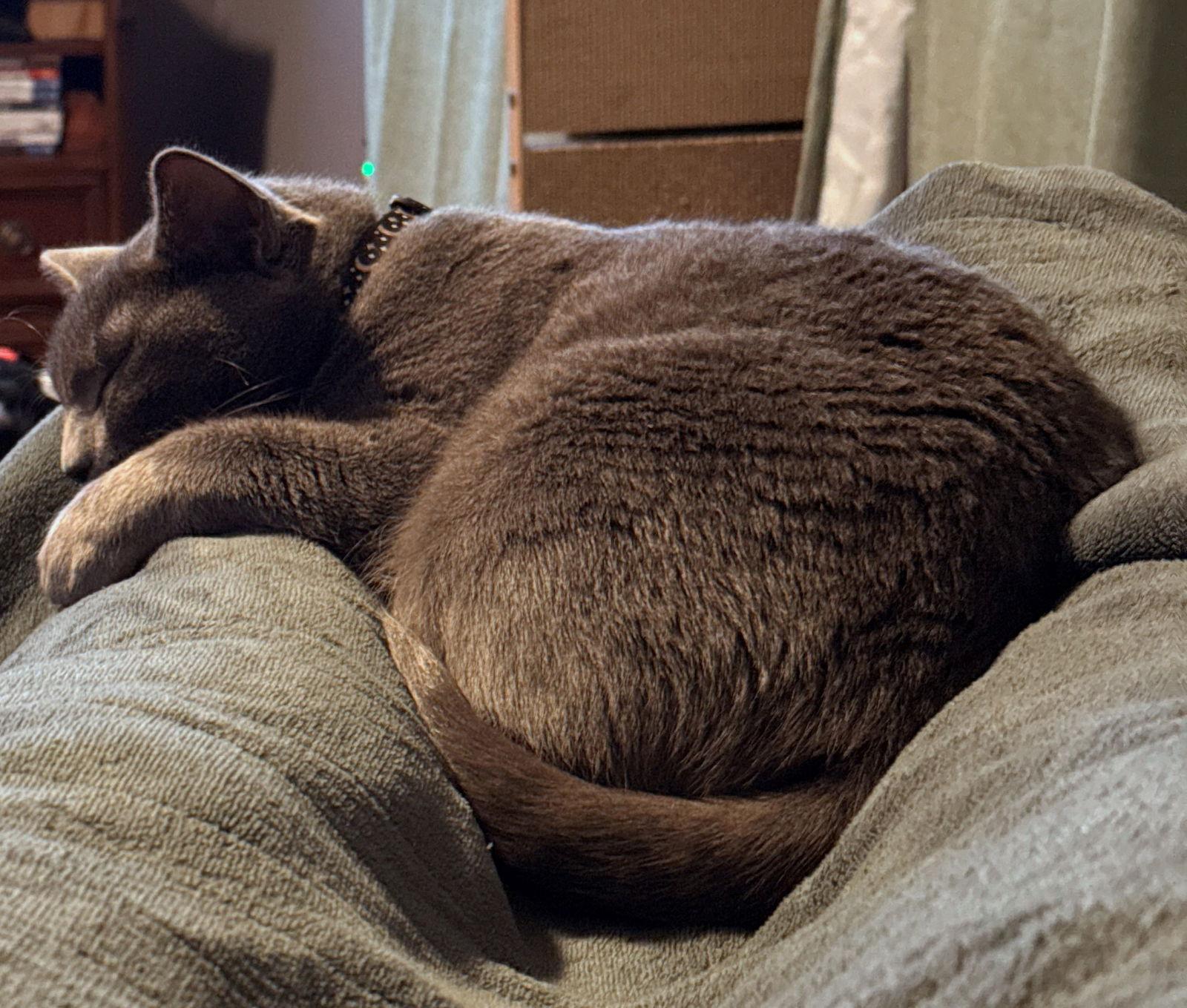 Enlarge INDIGO #1772 - Offered by Owner - Russian Blue, a Adopted mixed breed in Hillsboro, OR image 3/3