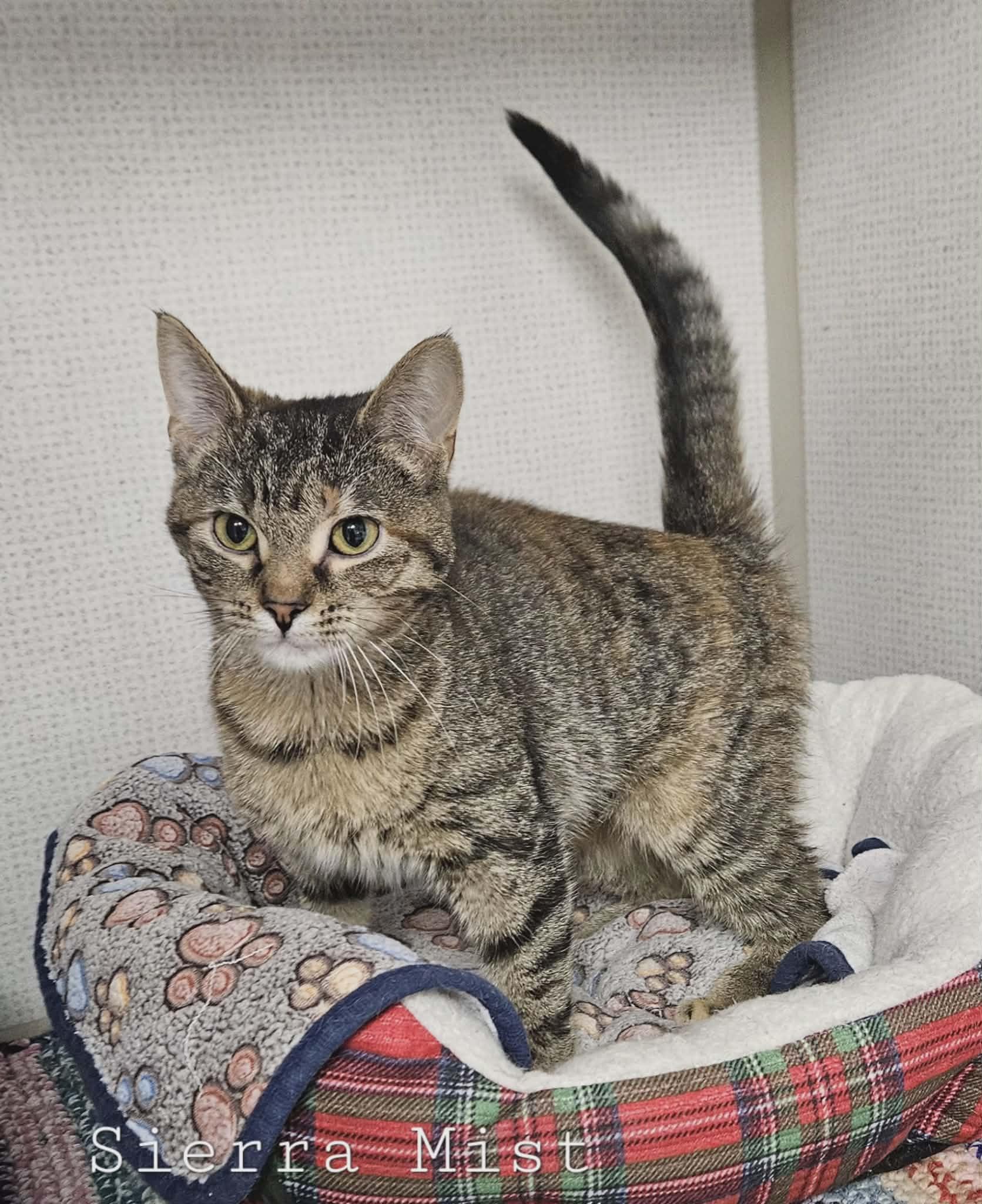 Enlarge Sierra Mist, a ADOPTABLE Domestic Short Hair in Wapakoneta, OH image 3/3