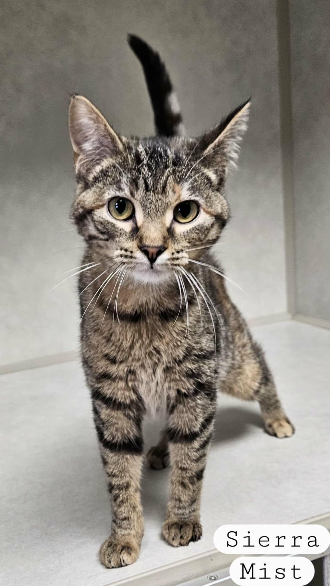 Enlarge Sierra Mist, a ADOPTABLE Domestic Short Hair in Wapakoneta, OH image 2/3
