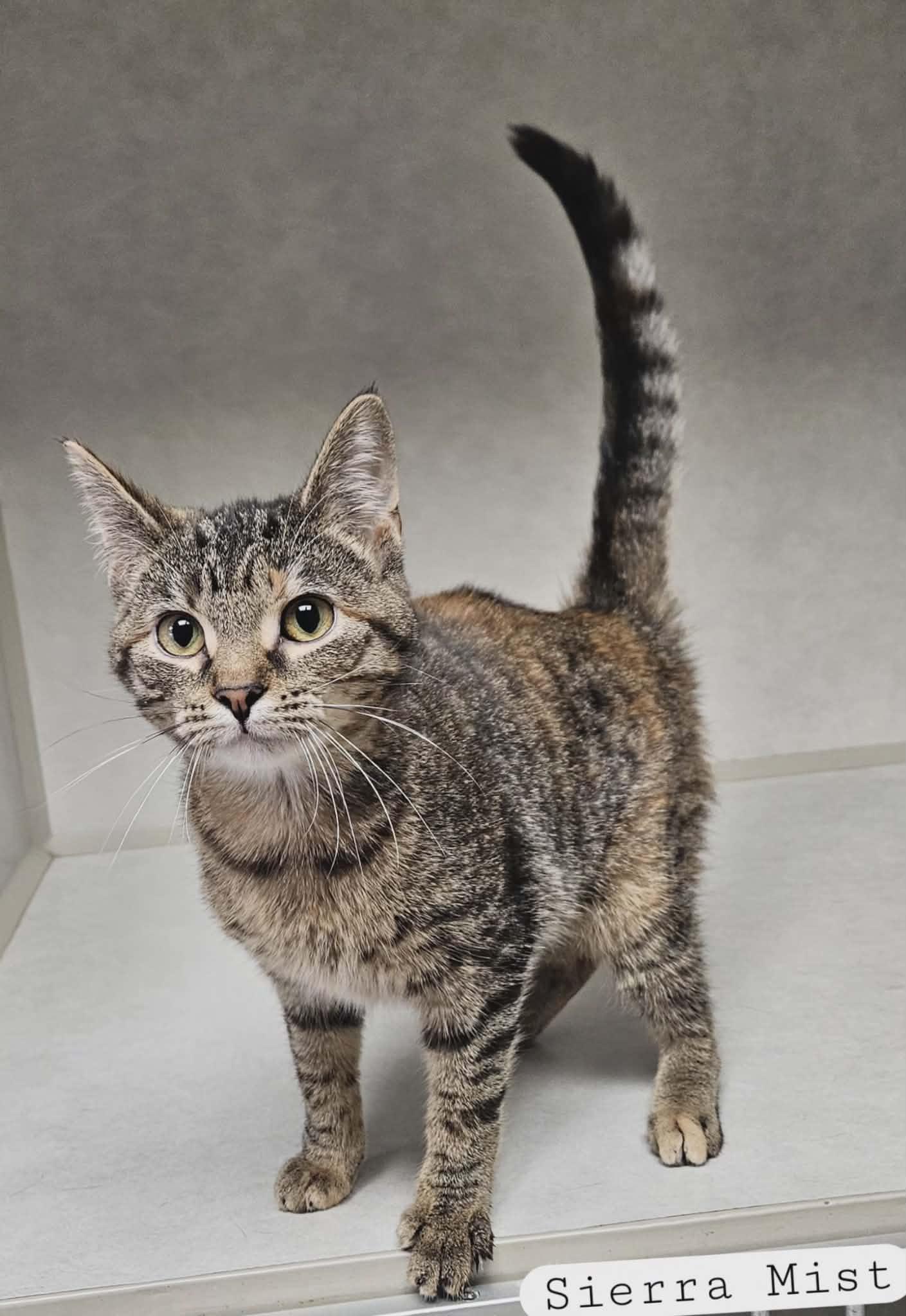 Enlarge Sierra Mist, a ADOPTABLE Domestic Short Hair in Wapakoneta, OH image 1/3